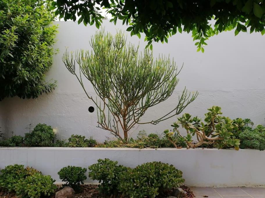 Villa Casa Jardin. Vivienda Rural En Zona Tranquila. Lucainena de las Torres Exterior foto